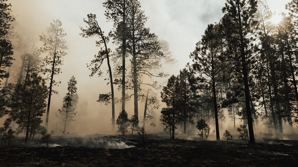 Canada's Wildfire Crisis: Impact, Causes, and Current Situation.