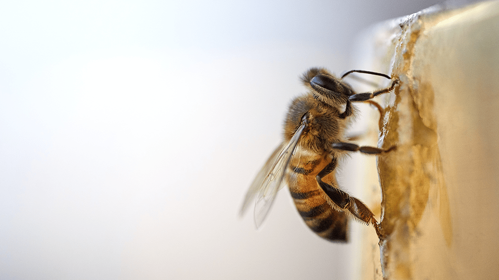 Natural Sugar Triggers "Honeybee Syndrome" in Cancer Cells, Enhancing Chemotherapy